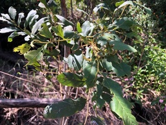 Cupaniopsis tomentella