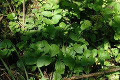 Cardamine yezoensis