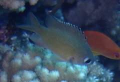Azurina lepidolepis