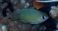 Azurina lepidolepis