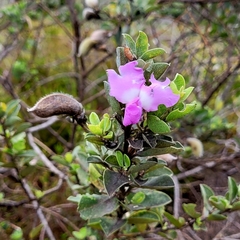 Podalyria calyptrata