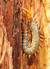 Cormocephalus