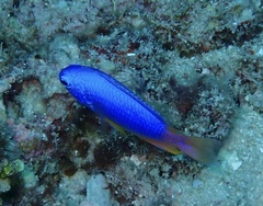 Pomacentrus coelestis