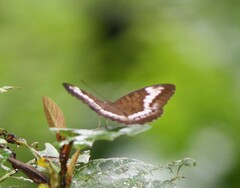 Tanaecia trigerta singoradja