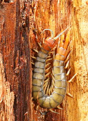 Cormocephalus