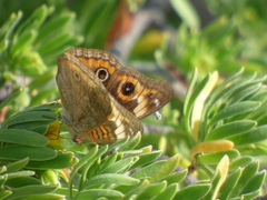 Junonia neildi varia