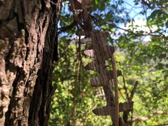 Mezoneuron brachycarpum
