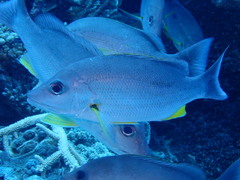 Lutjanus russellii