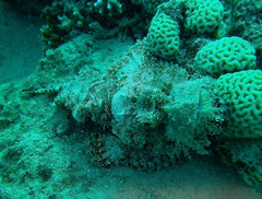 Scorpaenopsis barbata