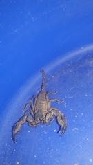 Opisthacanthus