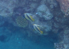 Heniochus intermedius