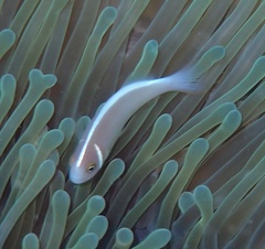 Amphiprion perideraion