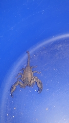 Opisthacanthus