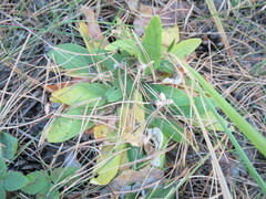 Viola gmeliniana