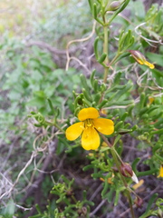 Roepera aurantiaca