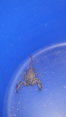 Opisthacanthus