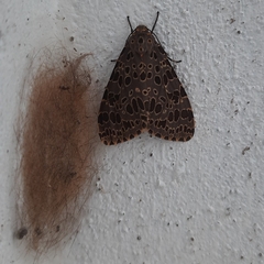 Olepa ricini