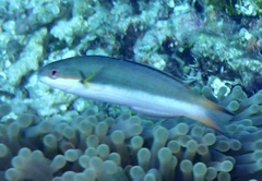 Thalassoma amblycephalus
