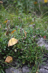 Globularia cordifolia