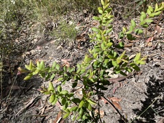 Grevillea mucronulata