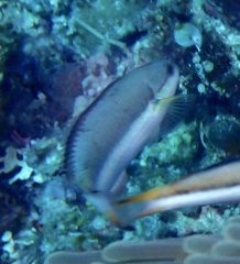 Thalassoma amblycephalus