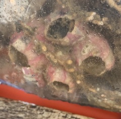 Megabalanus