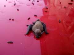 Pipistrellus pipistrellus