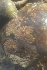 Botryllus schlosseri