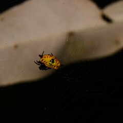 Gasteracantha quadrispinosa