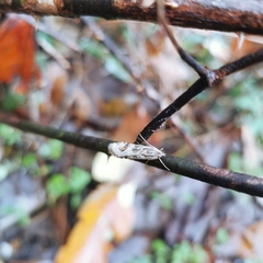 Nomophila noctuella