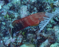 Cephalopholis urodeta