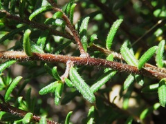 Hibbertia ericifolia