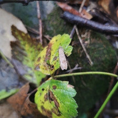 Nomophila noctuella