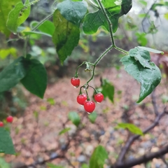Solanum lyratum