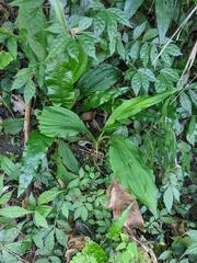 Calanthe