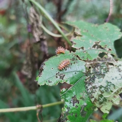 Diekeana admirabilis