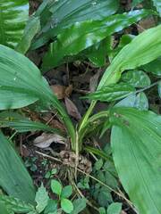 Calanthe