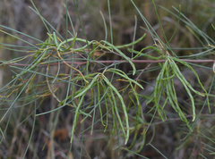 Acacia tenuissima