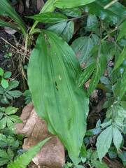 Calanthe