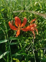 Lilium pumilum