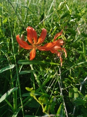 Lilium pumilum