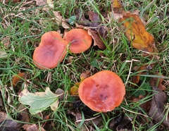 Lactarius aurantiacus