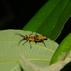 Chauliognathus flavipennis
