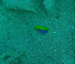 Pseudochromis flavivertex