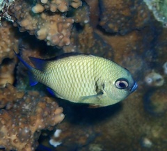 Dascyllus reticulatus