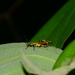 Chauliognathus flavipennis