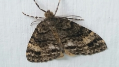 Pseudocoremia indistincta