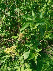Sambucus williamsii