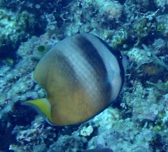 Chaetodon kleinii