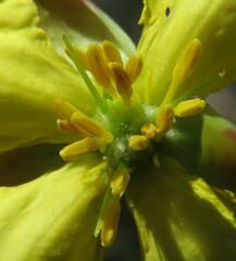 Hibbertia ericifolia